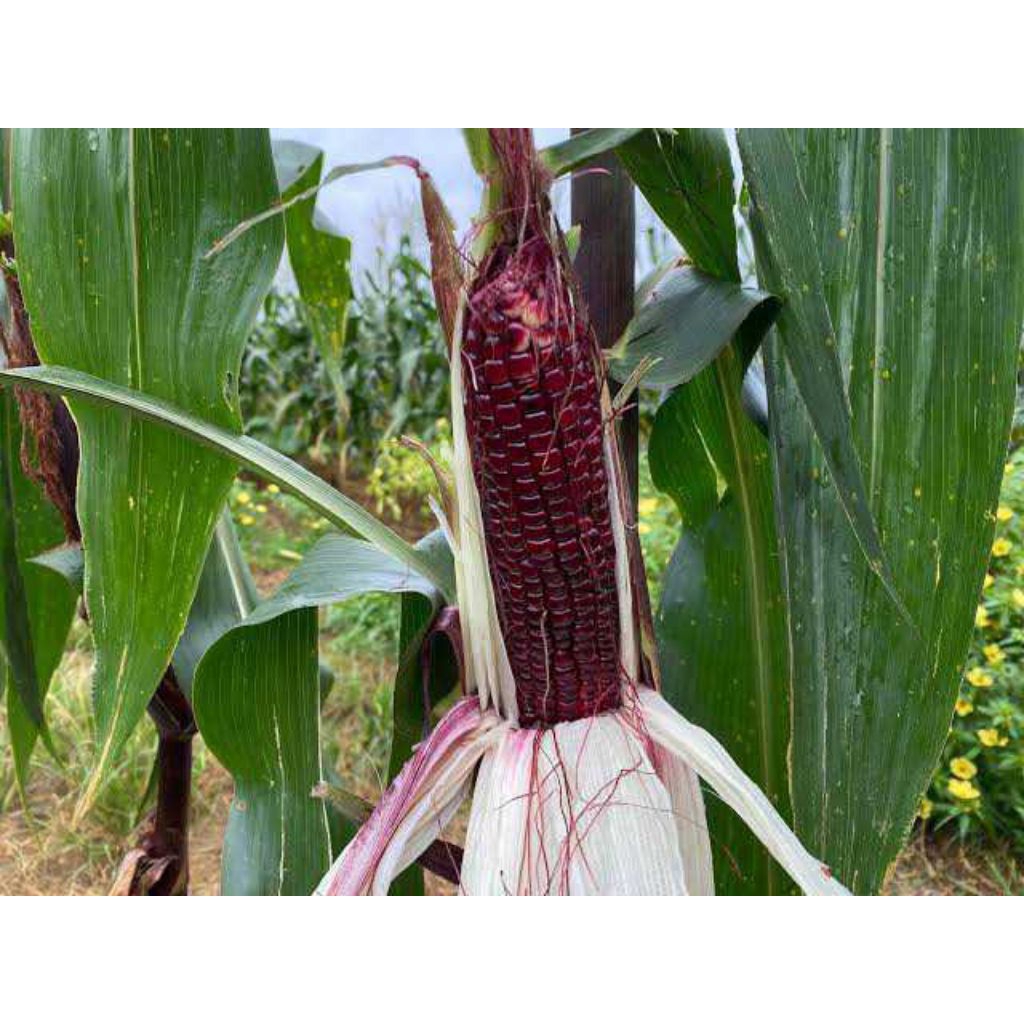 Benih Jagung Ketan Ungu JANTAN F1 Bibit Benih Biji Jagung Ketan Hitam Hibrida