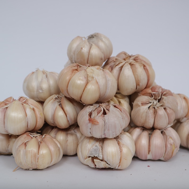 

Bawang Putih Sinco / Honan