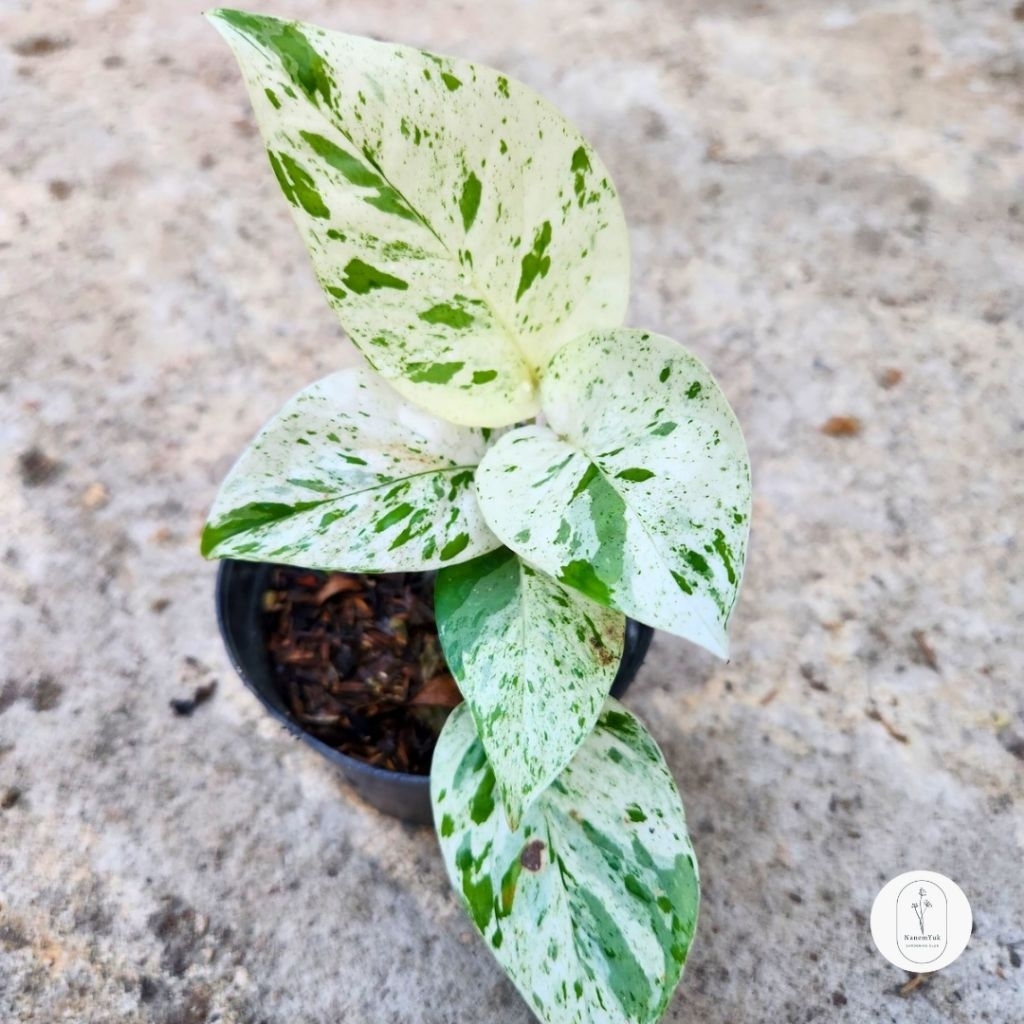 Epipremnum Pinnatum Marble Variegata - Nanemyuk
