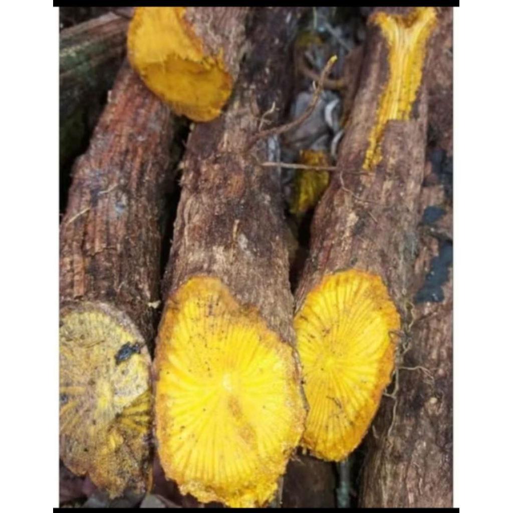 

250gr Akar kayu kuning