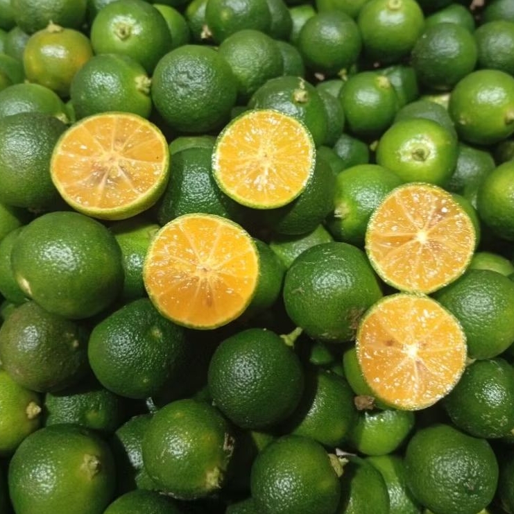 

1KG JERUK SONKIT KASTURI PETIK DAN KIRIM DIHARI YANG SAMA