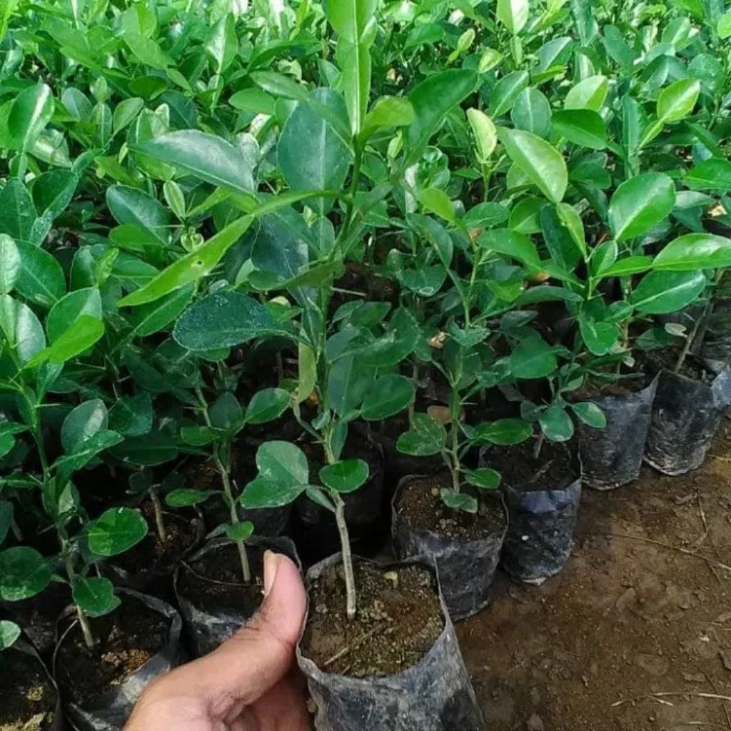 

bibit pohon JERUK PURUT bumbu dapur hasil SEEDLING siap tanam (BELI 3 BONUS 1)