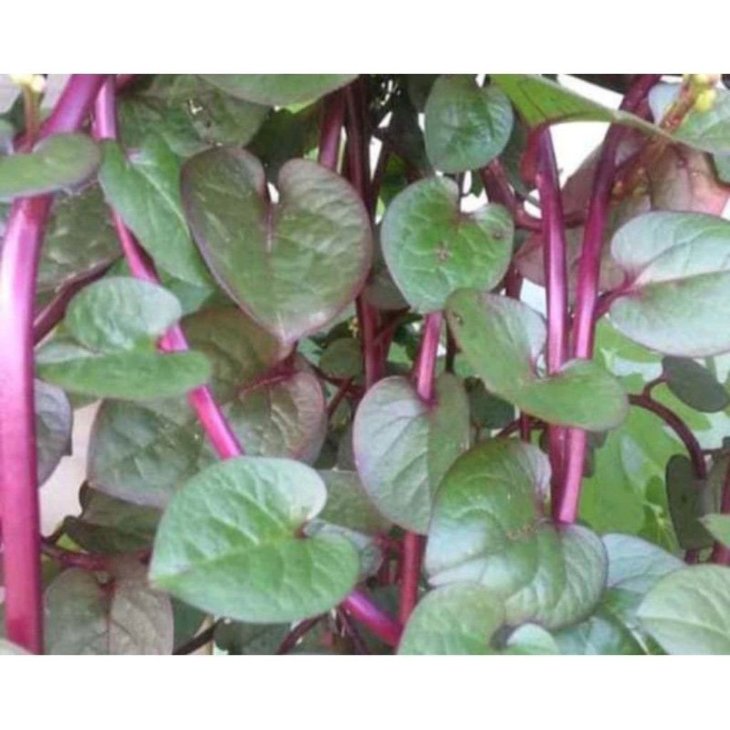 

daun binahong 30 lembar dipetik dadakan