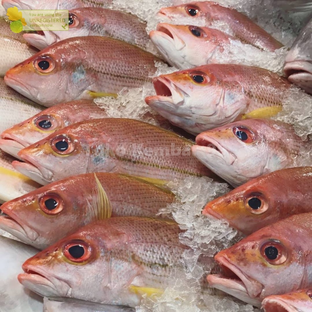 

Ikan Kuniran Segar Ikan Kuniran 1Kg