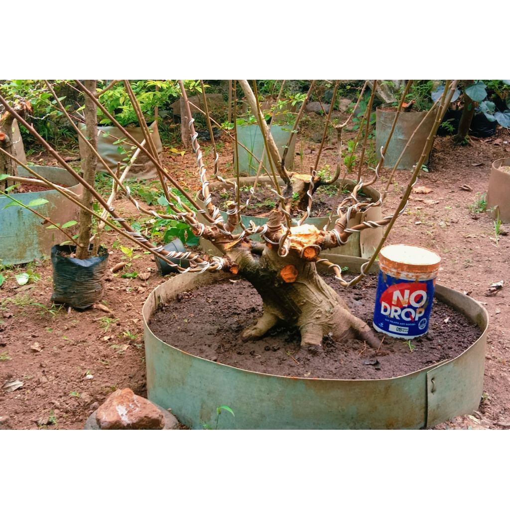 bonsai loa jumbo prospek 910.000 program akar mantap.