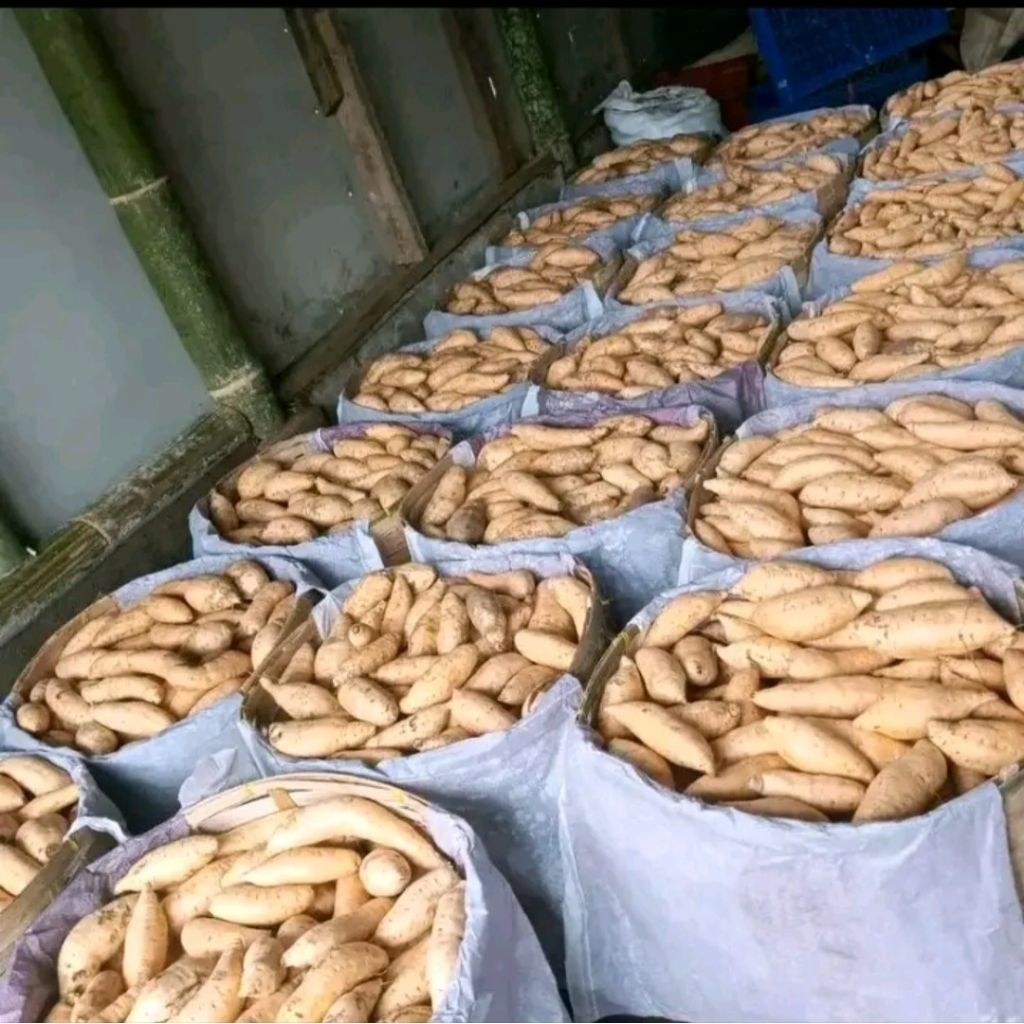 

UBI CILEMBU MADU ASLI 1KG PREMIUM GRADE A SUPER SUMEDANG ORIGINAL UBI BOLED MENTAH Xī lěng bù hóngshǔ