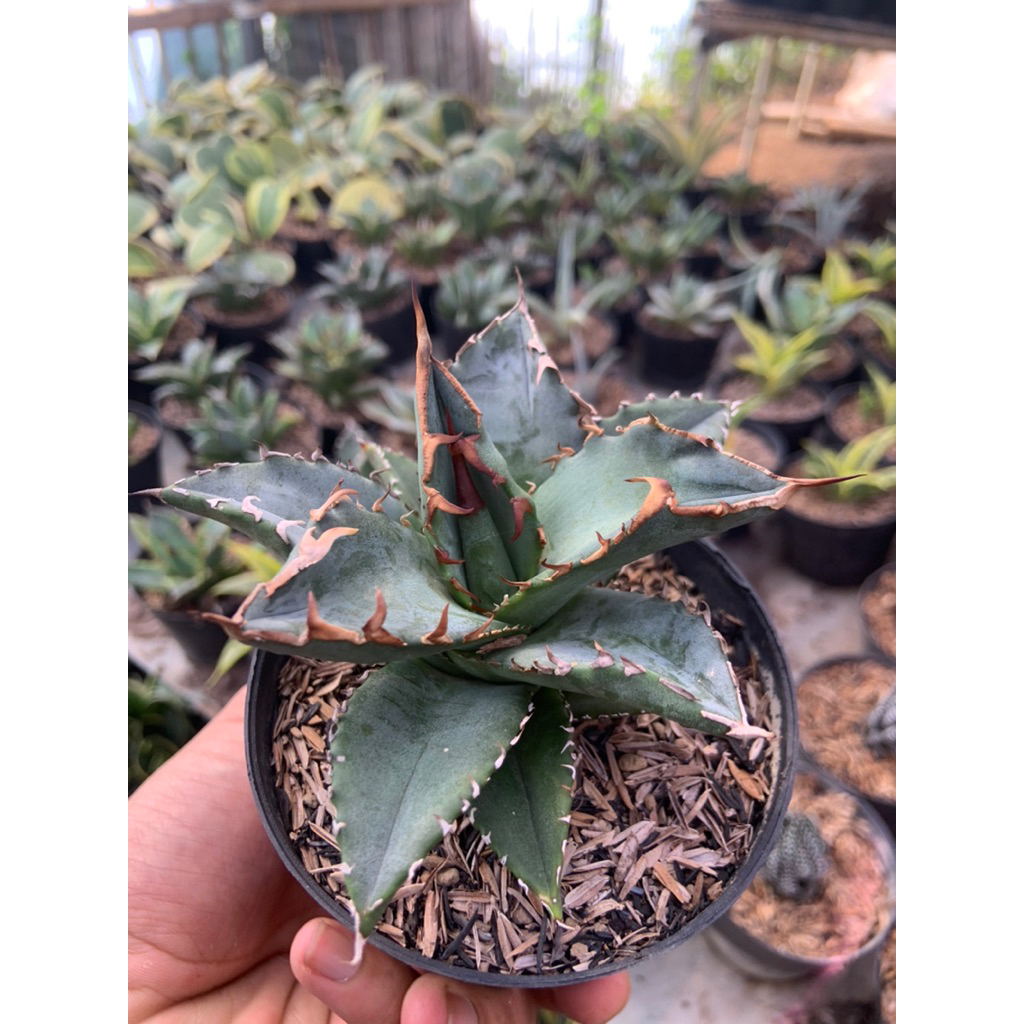 tanaman agave titanota solar green