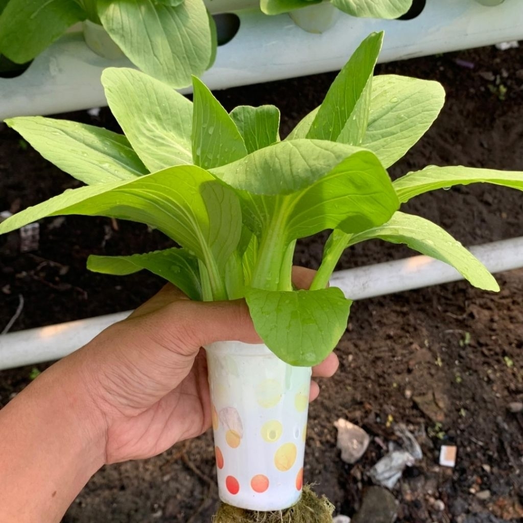 

Hydroponic pak choy mustard plants