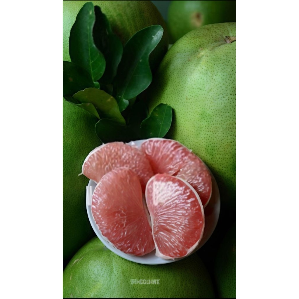 

jeruk pamelo madu muria berat 700-800 gram