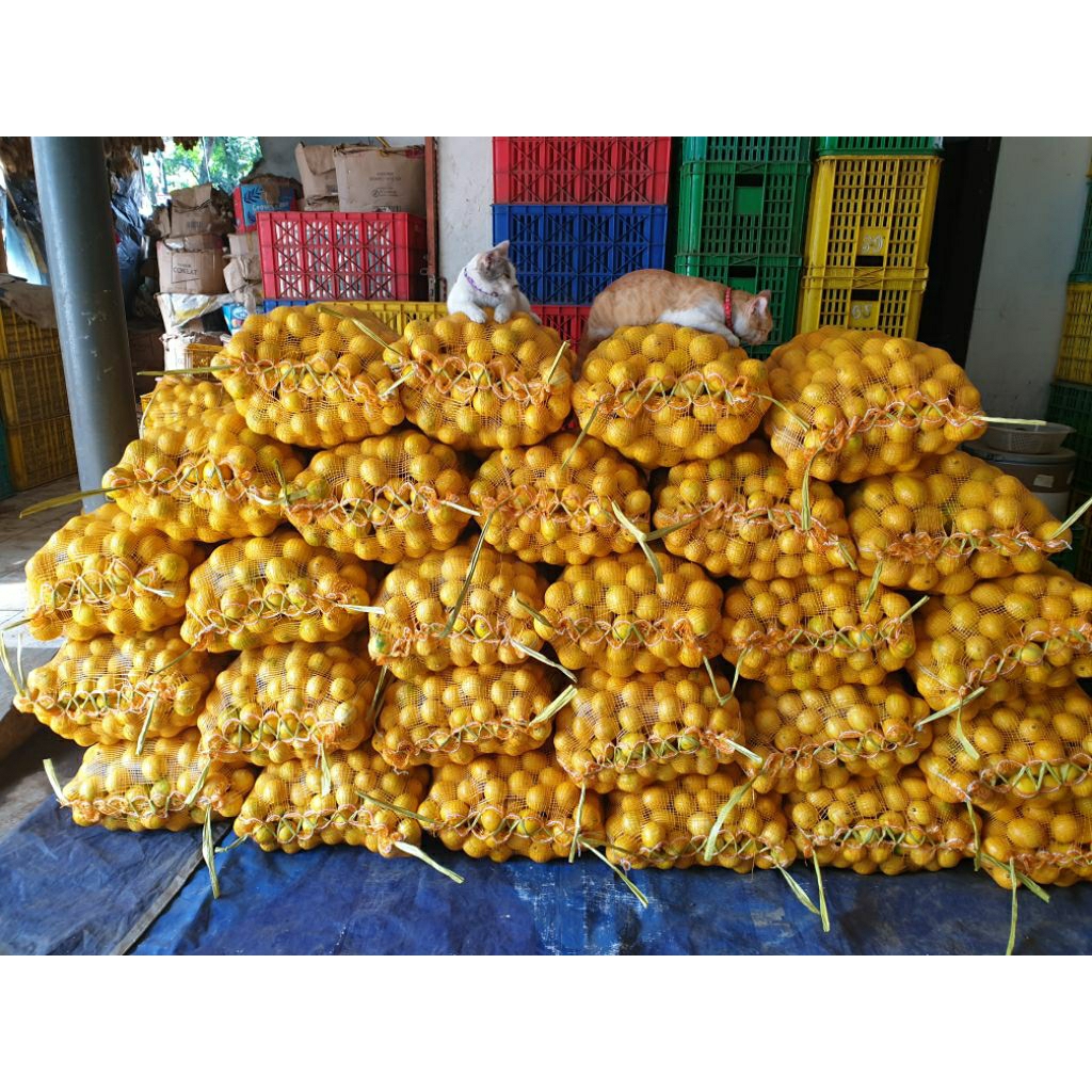 

LEMON CALIFORNIA 10KG BY MUTIARA LEMON