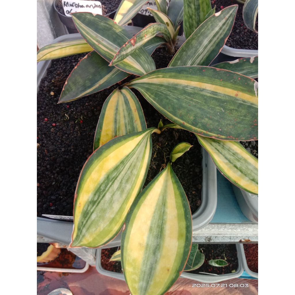 sansevieria sudwala caves variegata / lidah mertua sudwala caves var