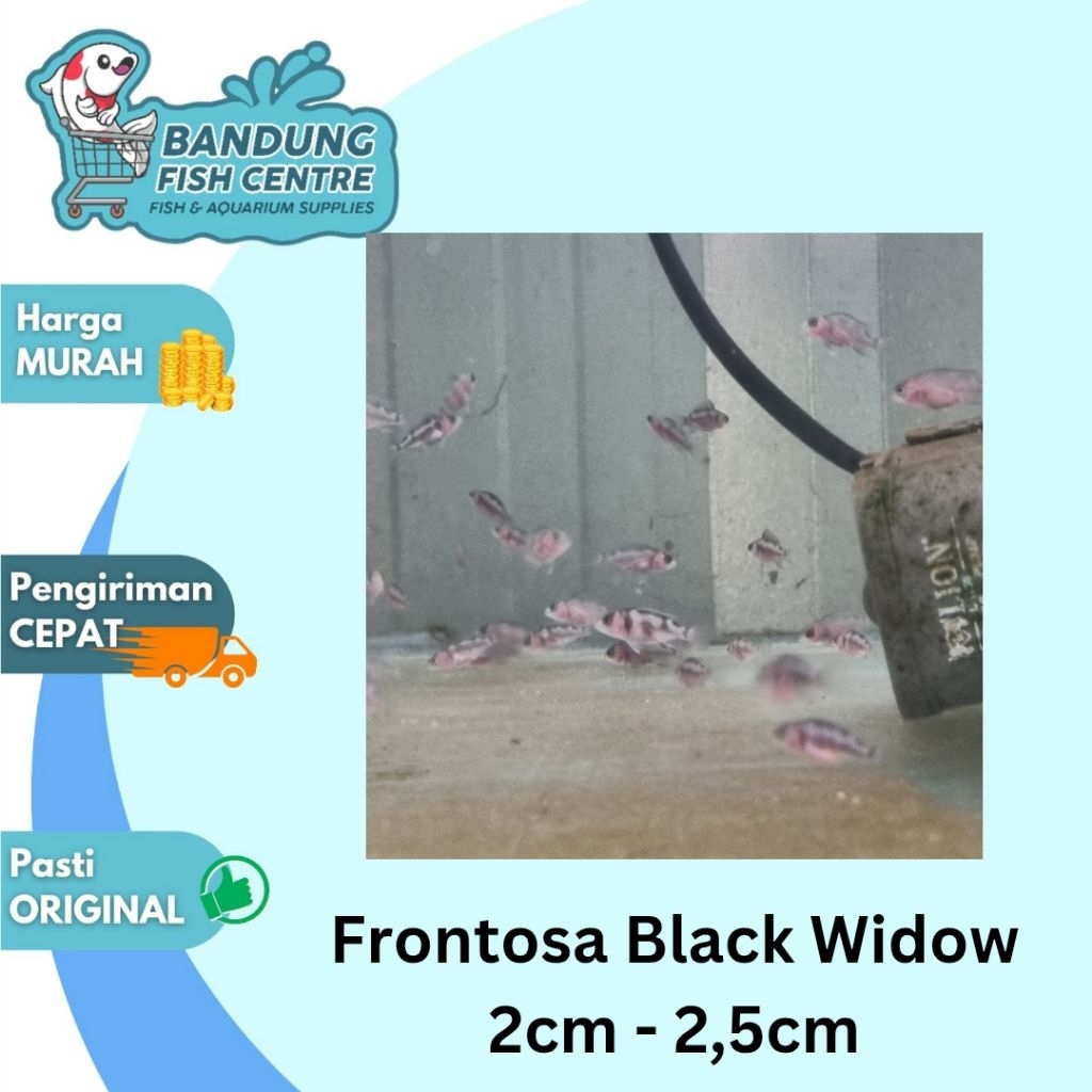 Ikan Frontosa Black Widow Afrikaan Frontoza Anakan 1inch