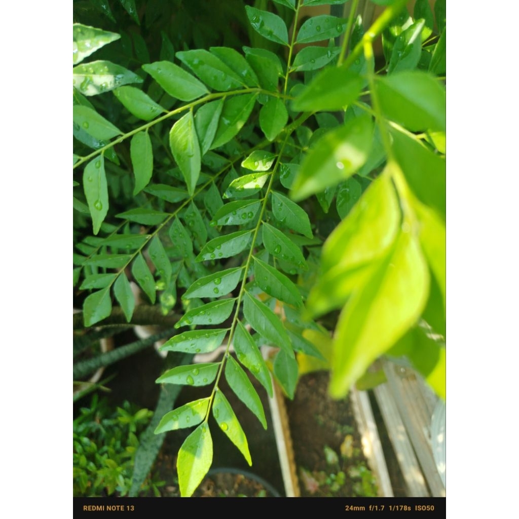 

daun salam koja daun kari