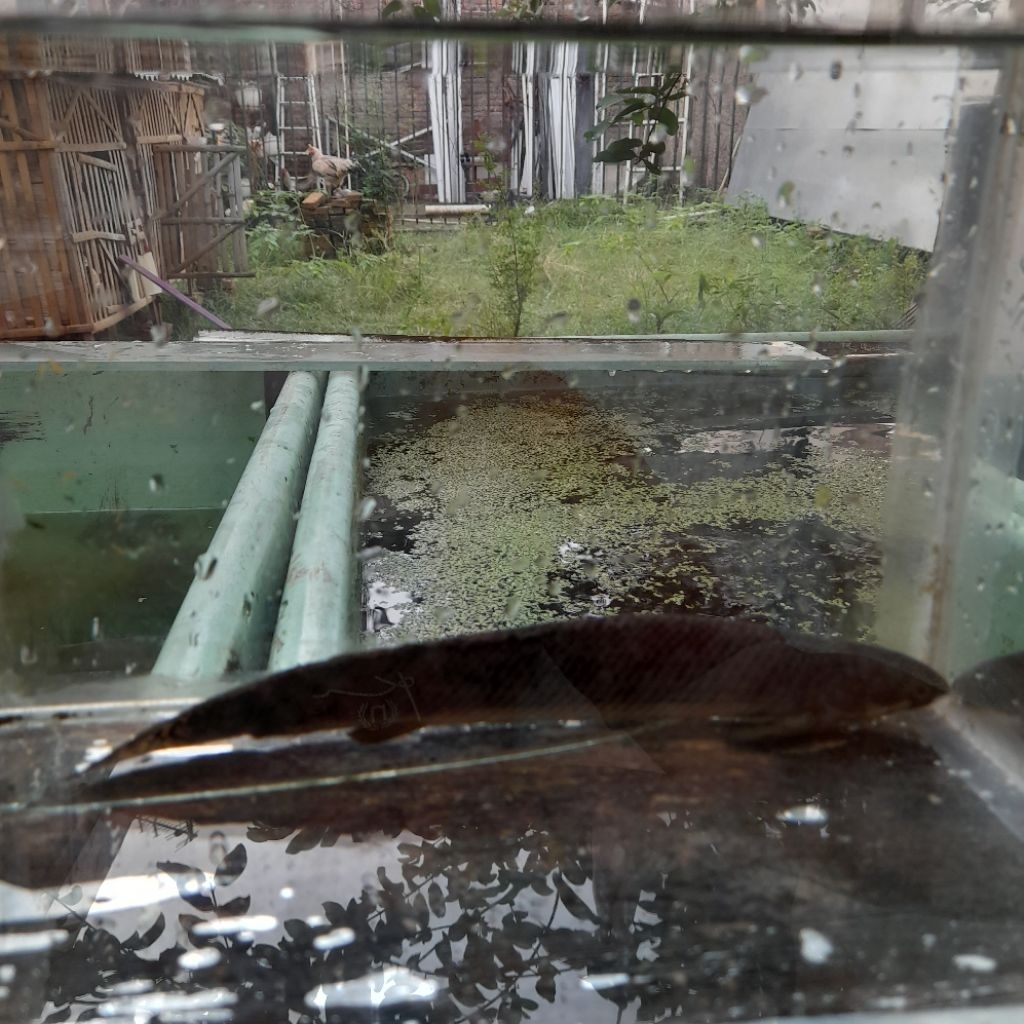 Palmas Polli (polypterus polli) 22cm