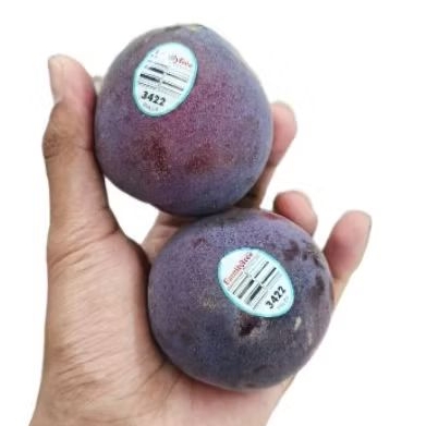 

Buah plumcot buah plum flavor super premium import USA fresh 1 kg