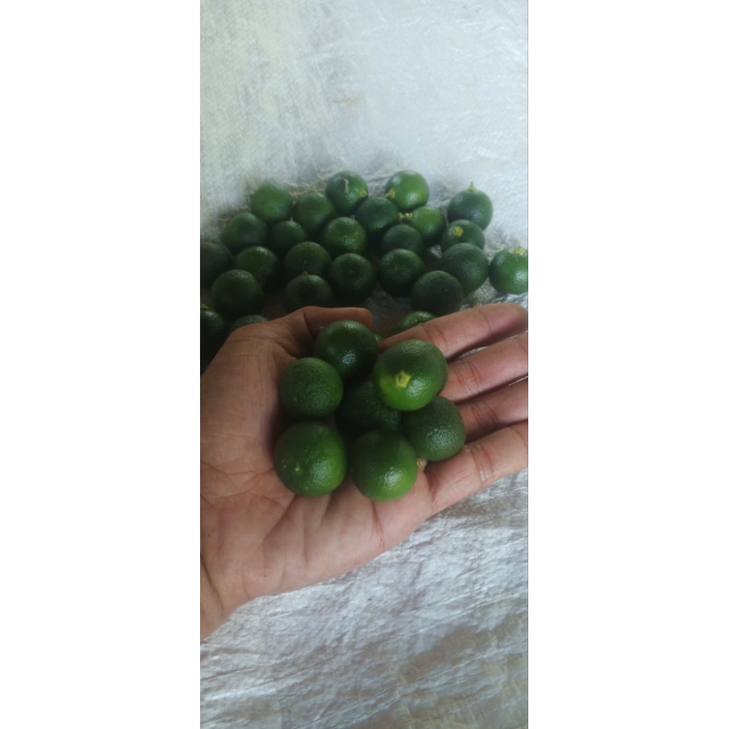 

Jeruk kasturi atau sonkit ukuran kecil 500grm fresh hijau