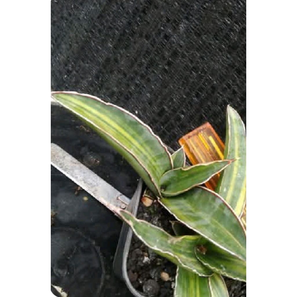 sansevieria hyb lav 61 salaf variegata / lidah mertua hyb lv 61 salaf var
