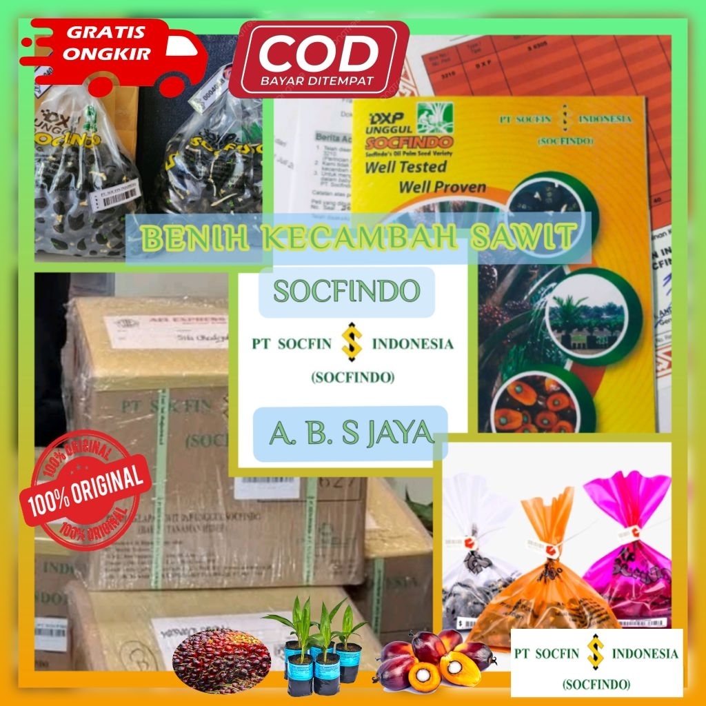 BENIH KECAMBAH UNGGUL SAWIT SOCFINDO ( ISI 150 & 250 BUTIR) BERSERTIFIKAT