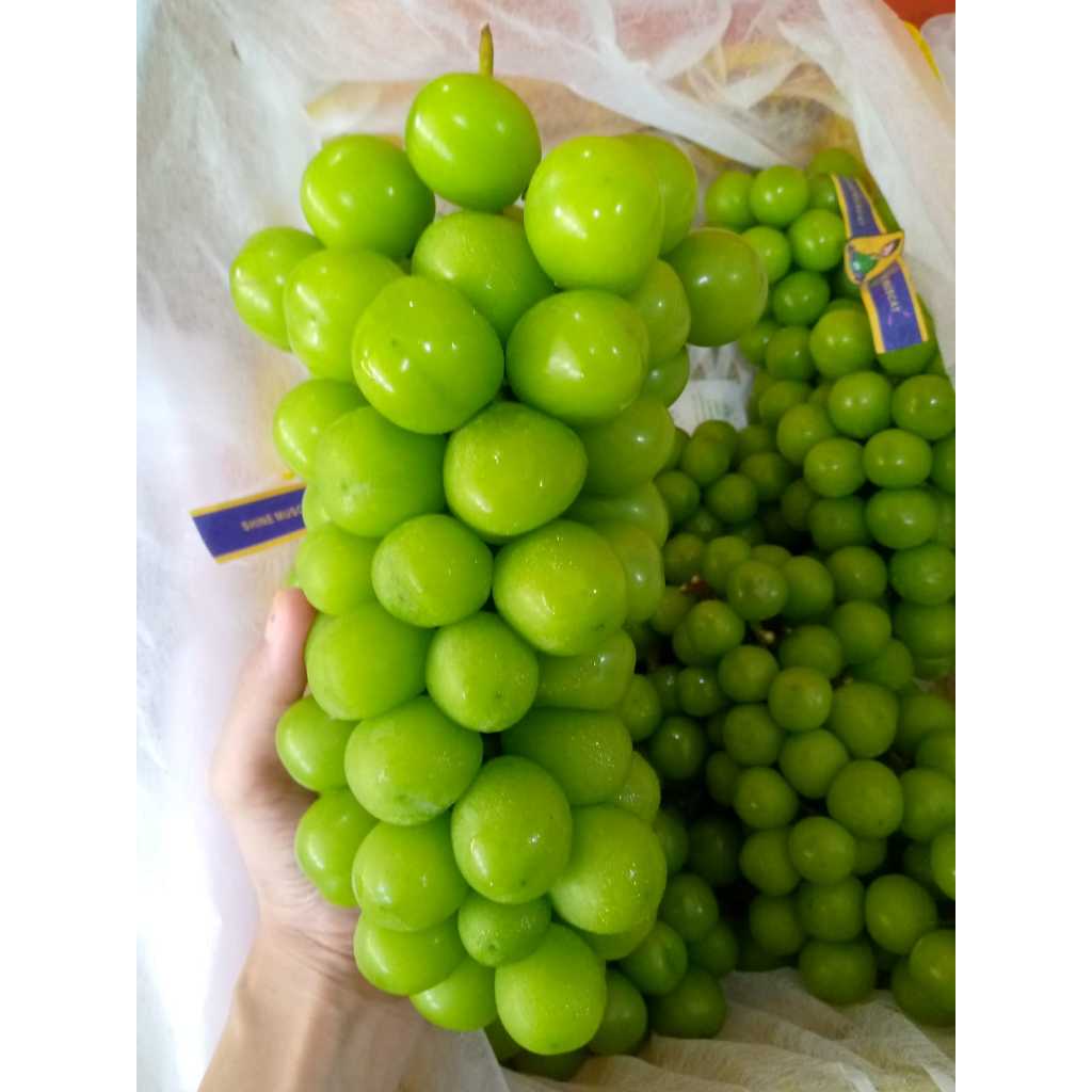 

Buah Anggur Shine Muscat Premium