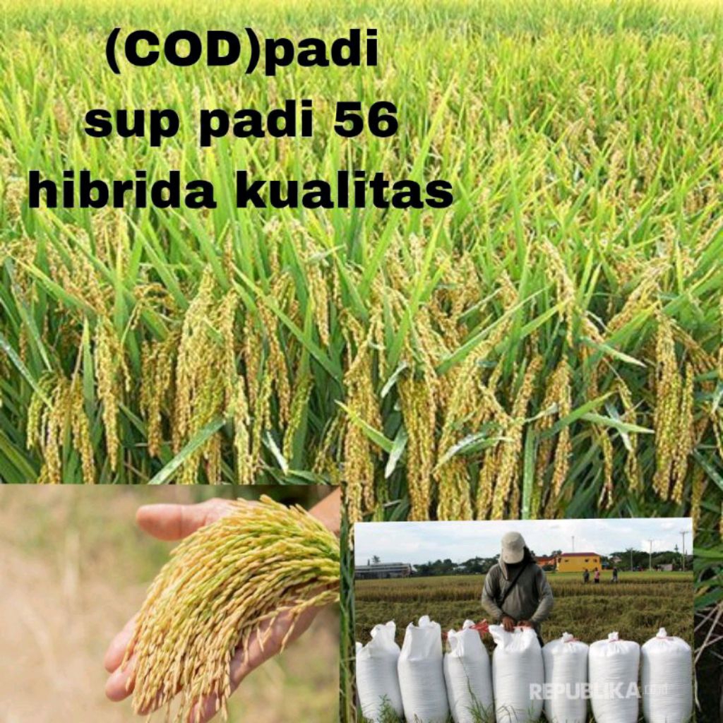 BENIH BIBIT PADI SUPADI 56 HIBRIDA KUALITAS ORIGINAL KEMASAN 1KG