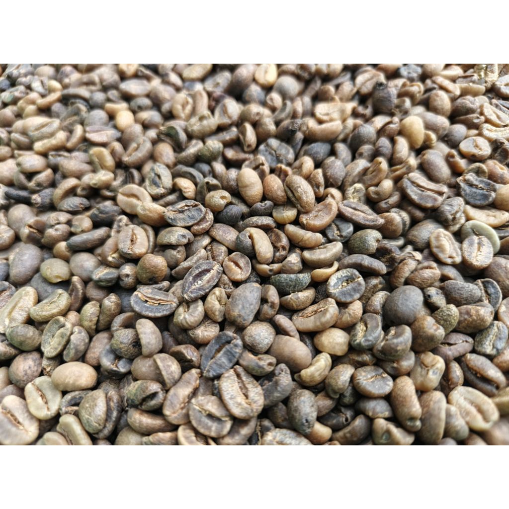 

Green Bean Kopi Wine Arabica Gayo - Proses Wine Permentasi, Rasa Unik Dan Kompleks