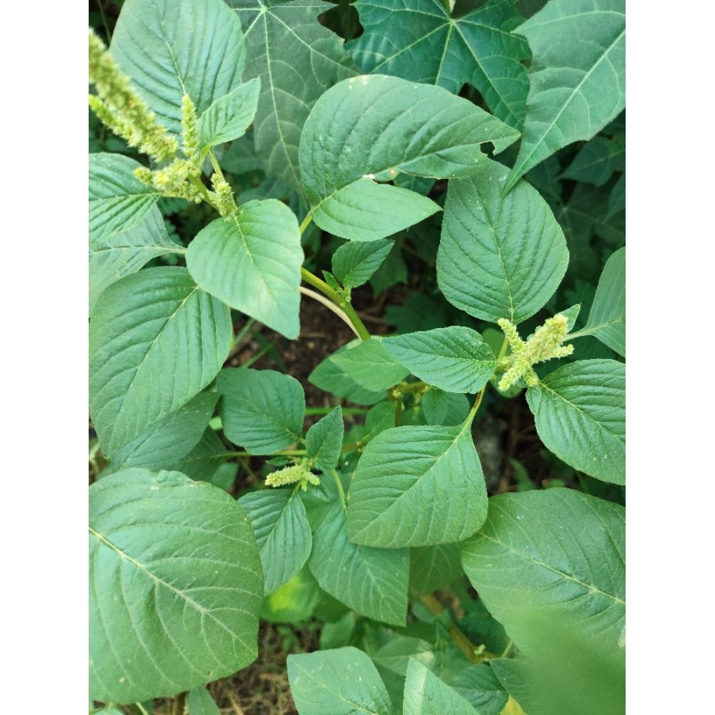 

bayam liar organik tanpa pupuk