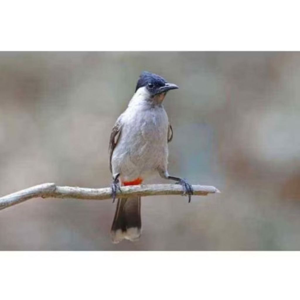 Burung kutilang pilihan jantan istimewa