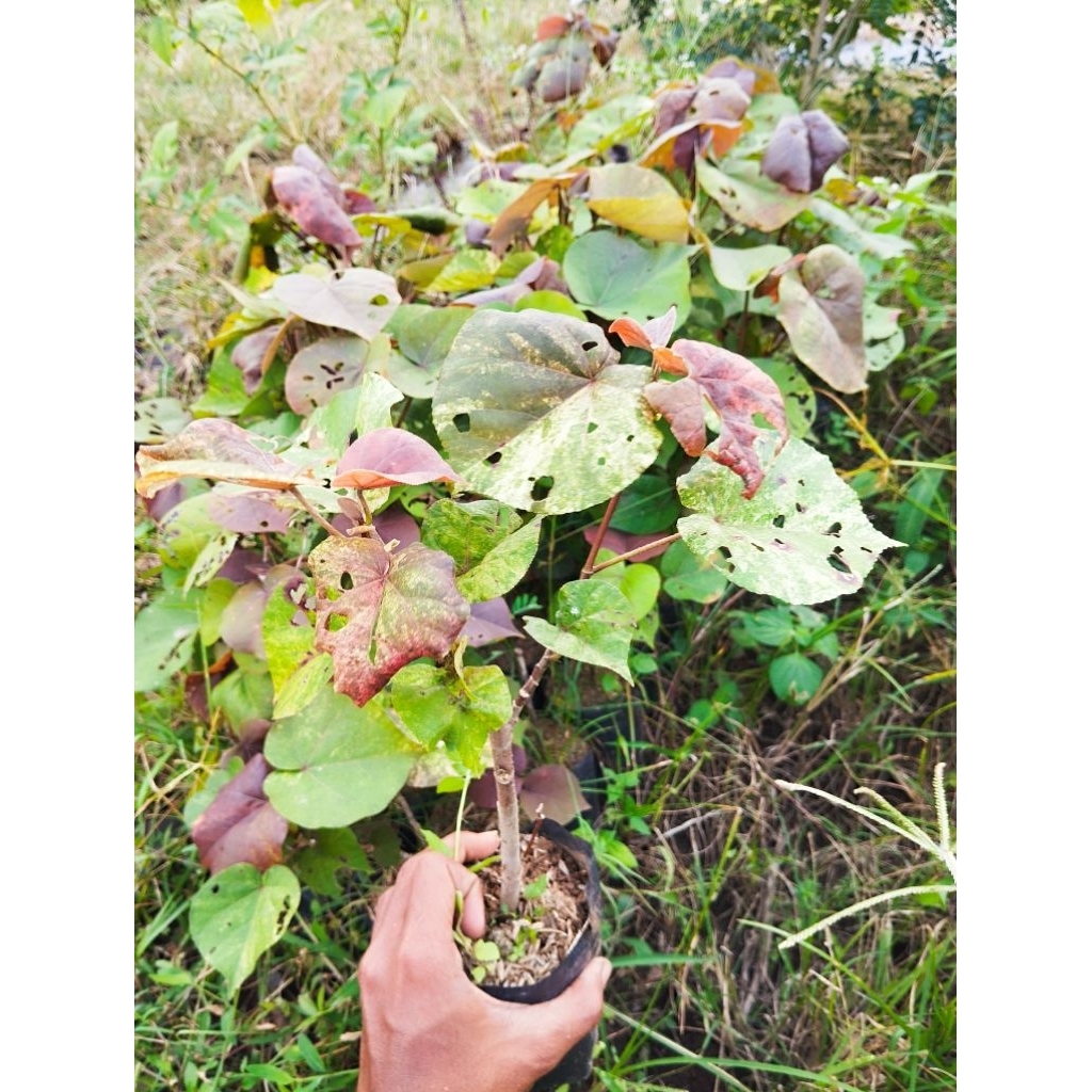 waru varigata bahan bonsai