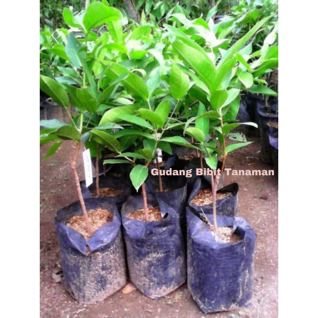 BIBIT JAMBU AIR MADU DELI