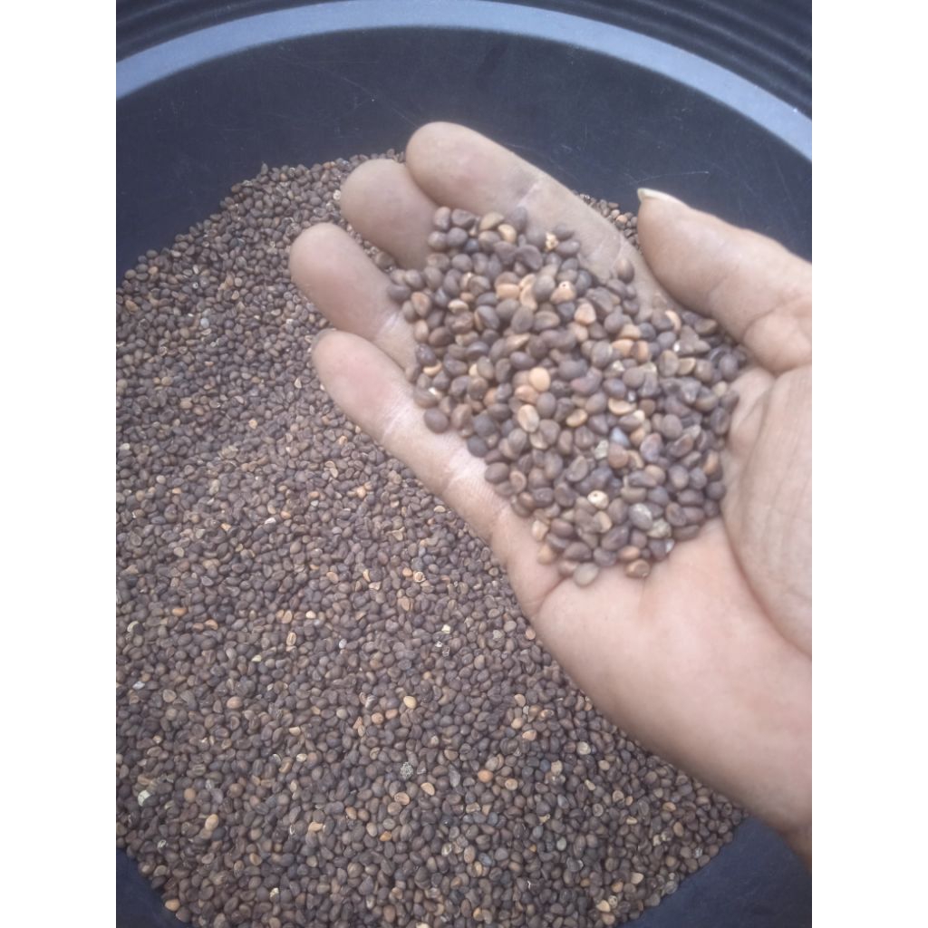 Benih Bibit Kangkung Daun Sempit 1kg.