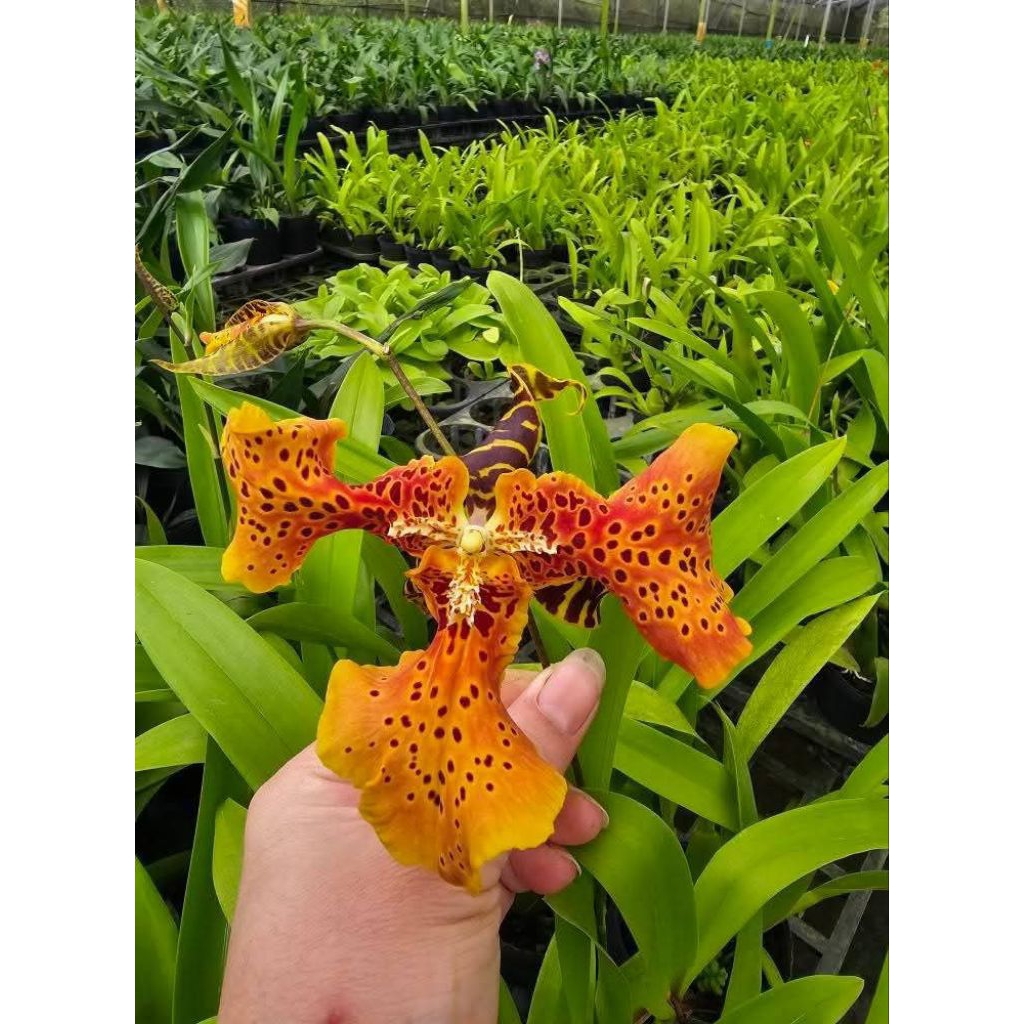 Alcra.Hilo Ablaze 'Hilo Gold'