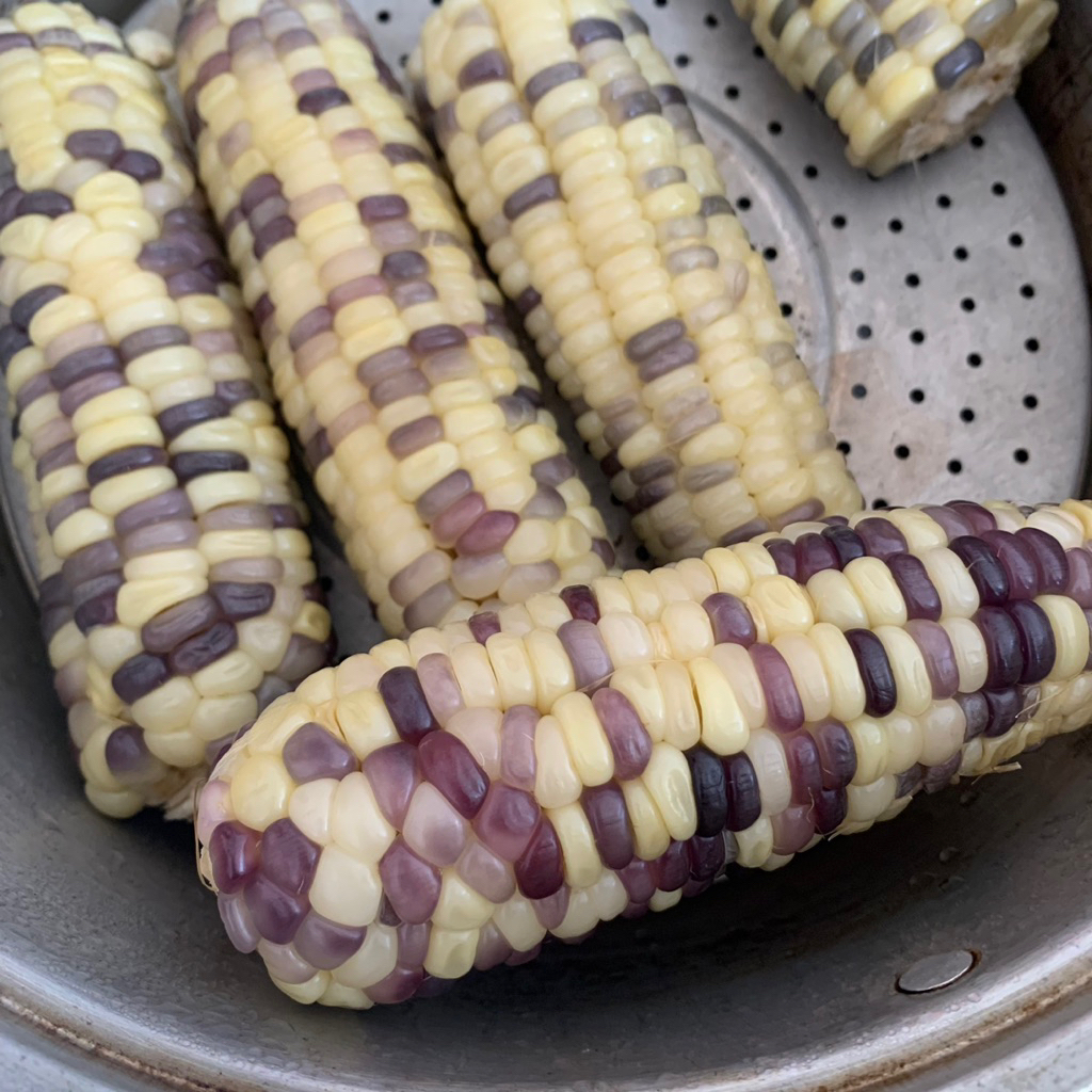 

Jagung Ketan Batik Pulen 1 Kg