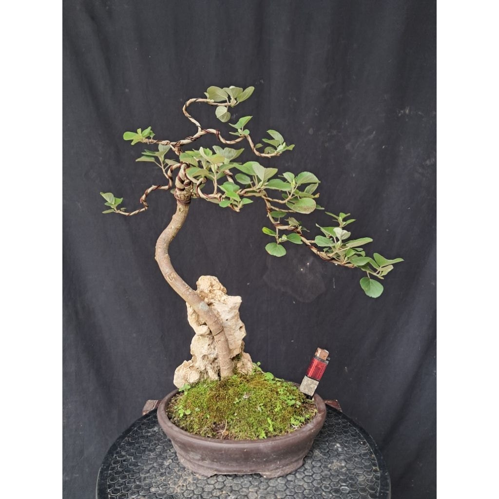 Bonsai Waru Jepang