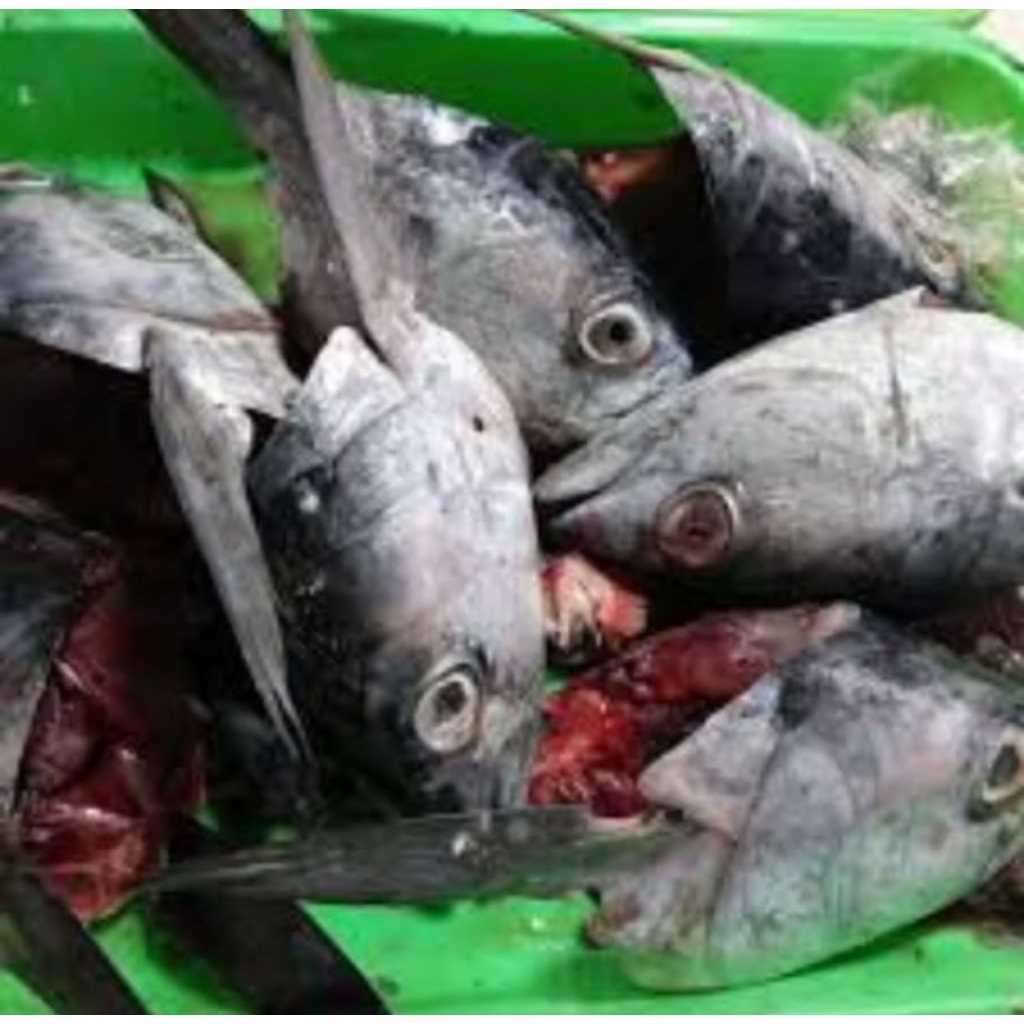 

Kepala tongkol Segar dan Fresh