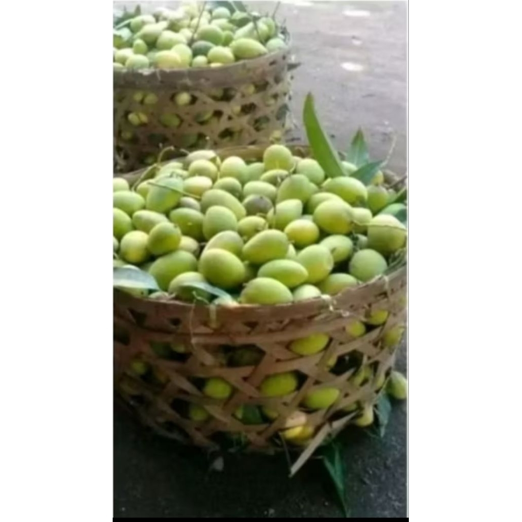 

Mangga muda fresh dan segar