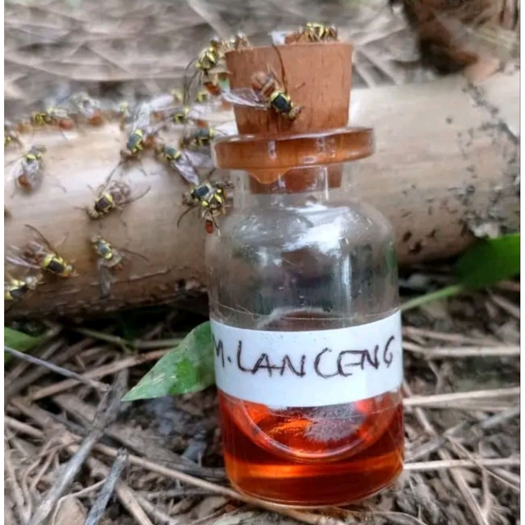 

minyak lanceng botol kecil