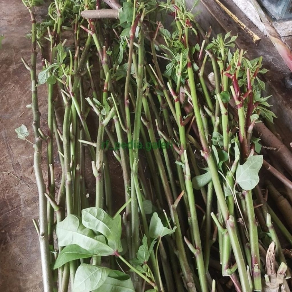 

Bibit SINGKONG PAPUA MUDA PAKAN TERNAK 1KG