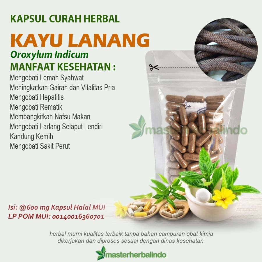 KAYU LANANG Kapsul Curah Herbal Rematik Hepatitis 200x600mg