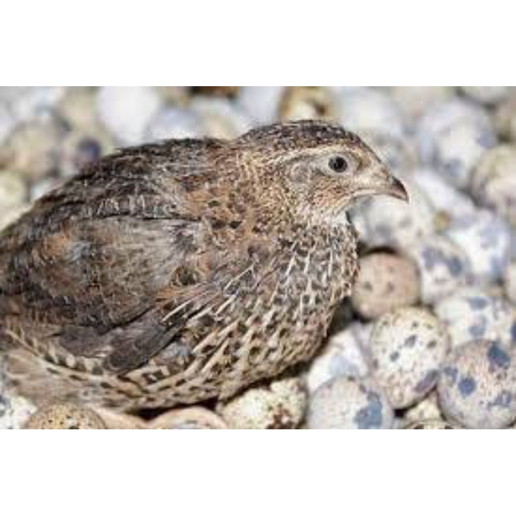 

telur puyuh fertil siap tetas