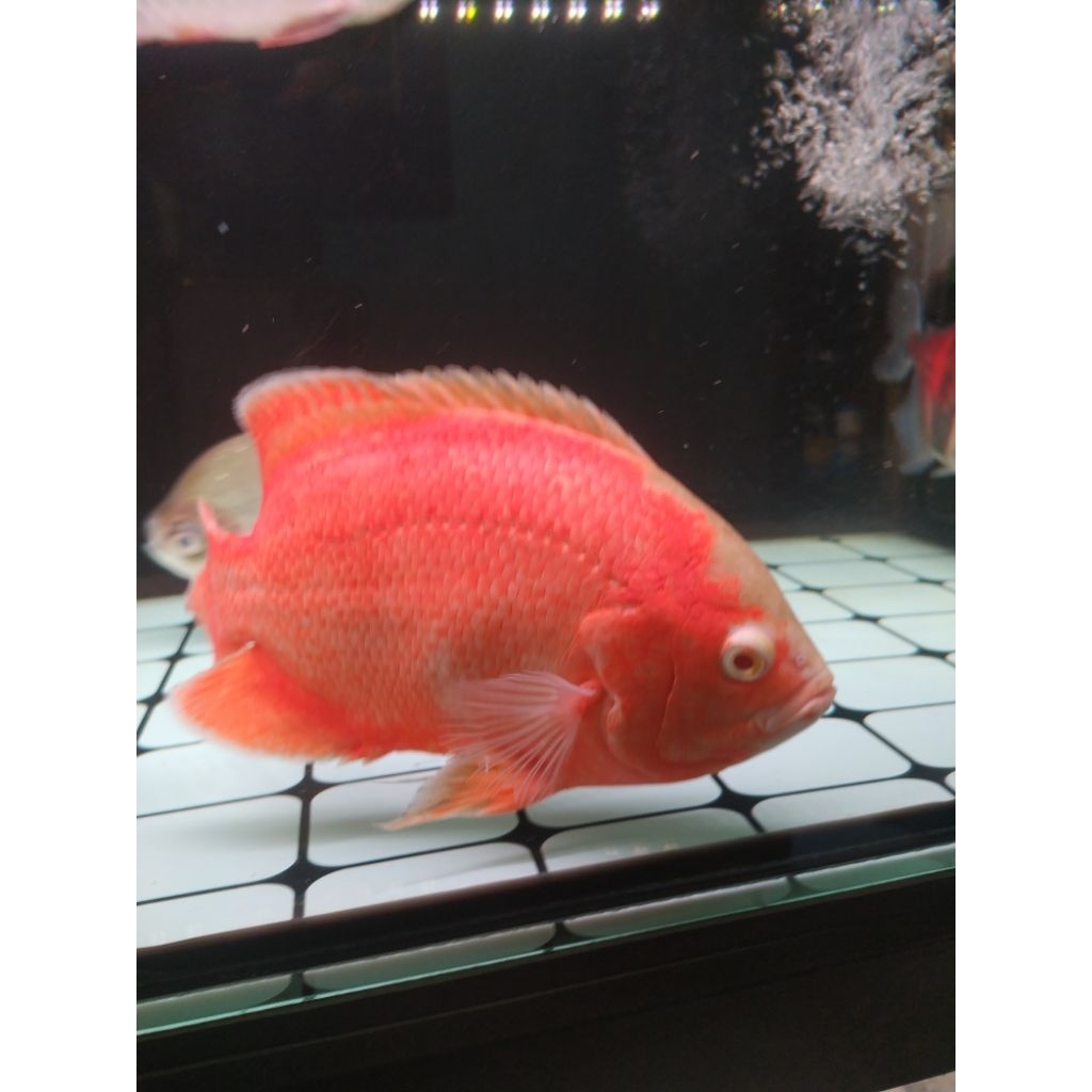 

Oscar fish Red Chilli