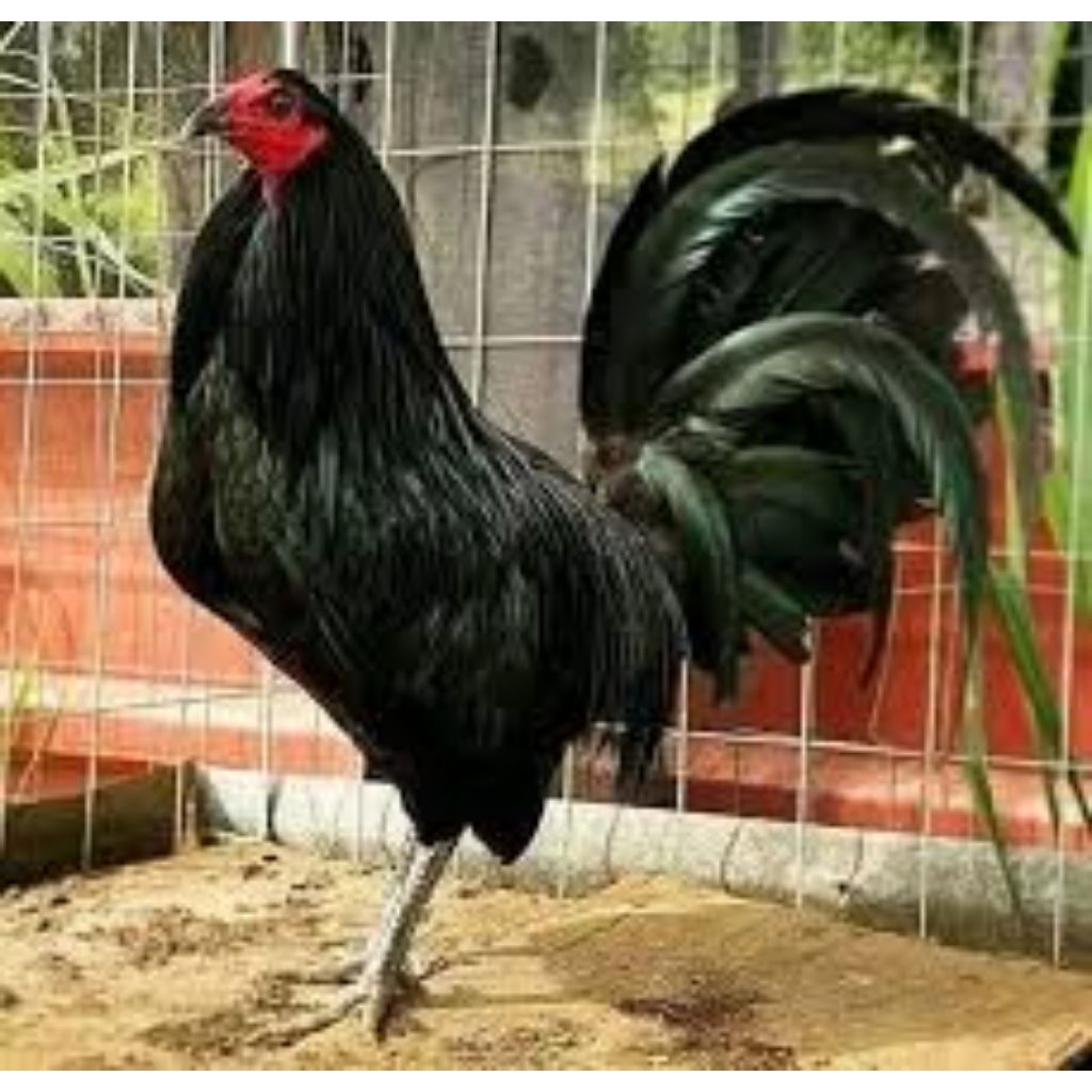 

paket hemat 5 Telur Ayam Philipin Ak47 Larkumbang siap untuk ditetaskan