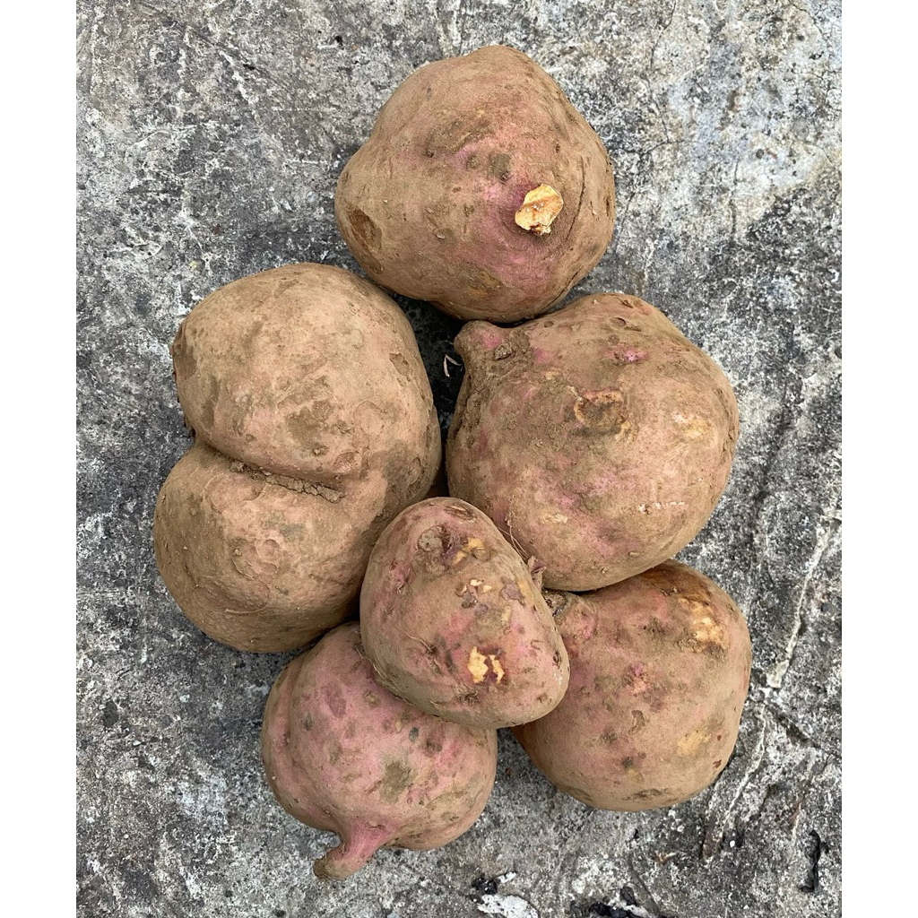 

UBI JALAR ISI KUNING UKURAN GEDE
