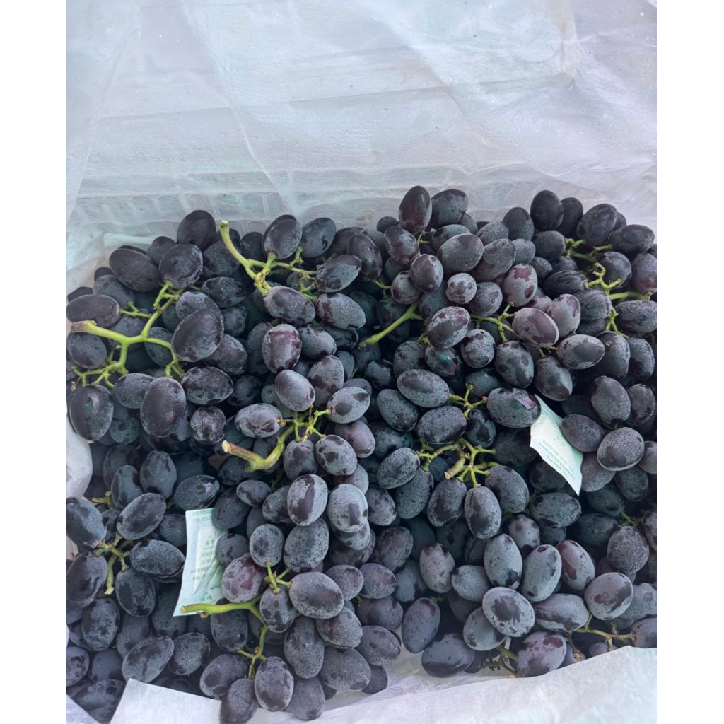 

Anggur Autum Black | Anggur Autum Roya Super Manis Garing Fresh 1kg