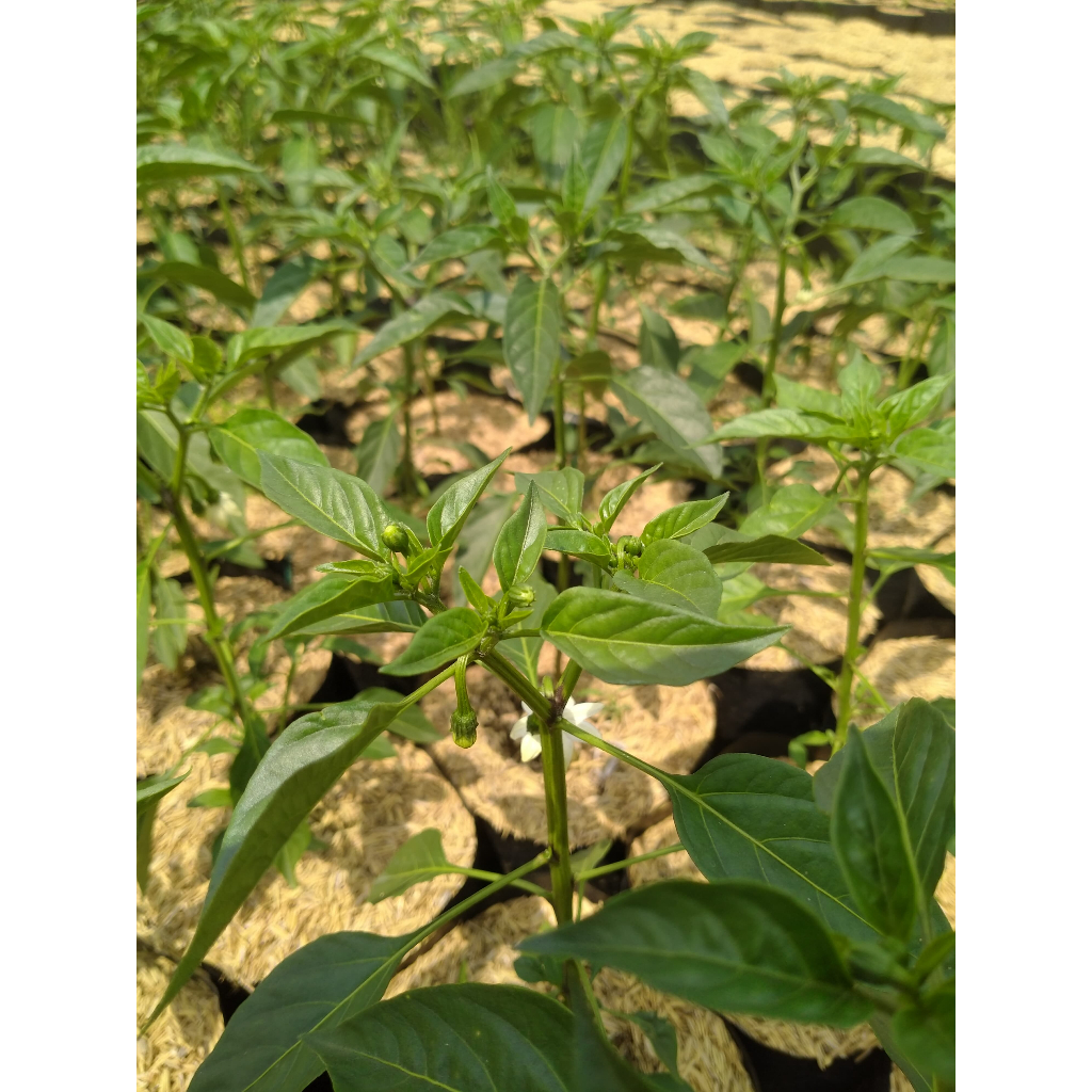 Tanaman Cabe Merah Besar - Bibit Pohon Cabai Merah Besar