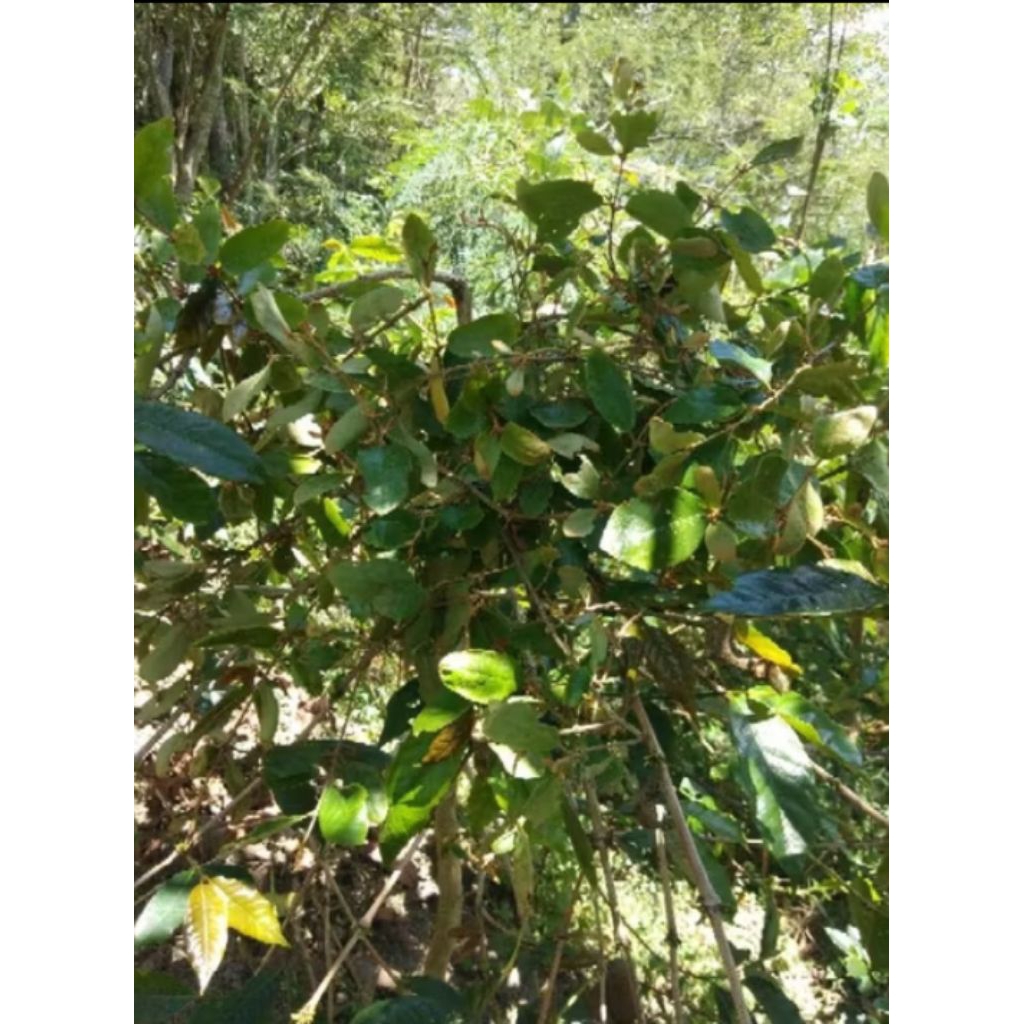 

Benalu kopi fresh 1kg