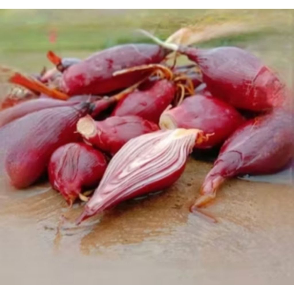 

Bawang Dayak Segar 1Kg Kualitas Super
