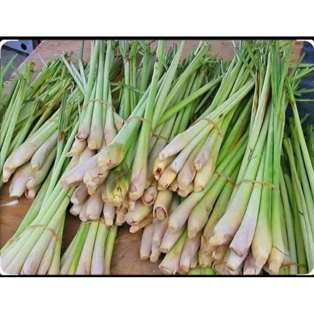 

Sereh/serai segar jumbo per 500grm