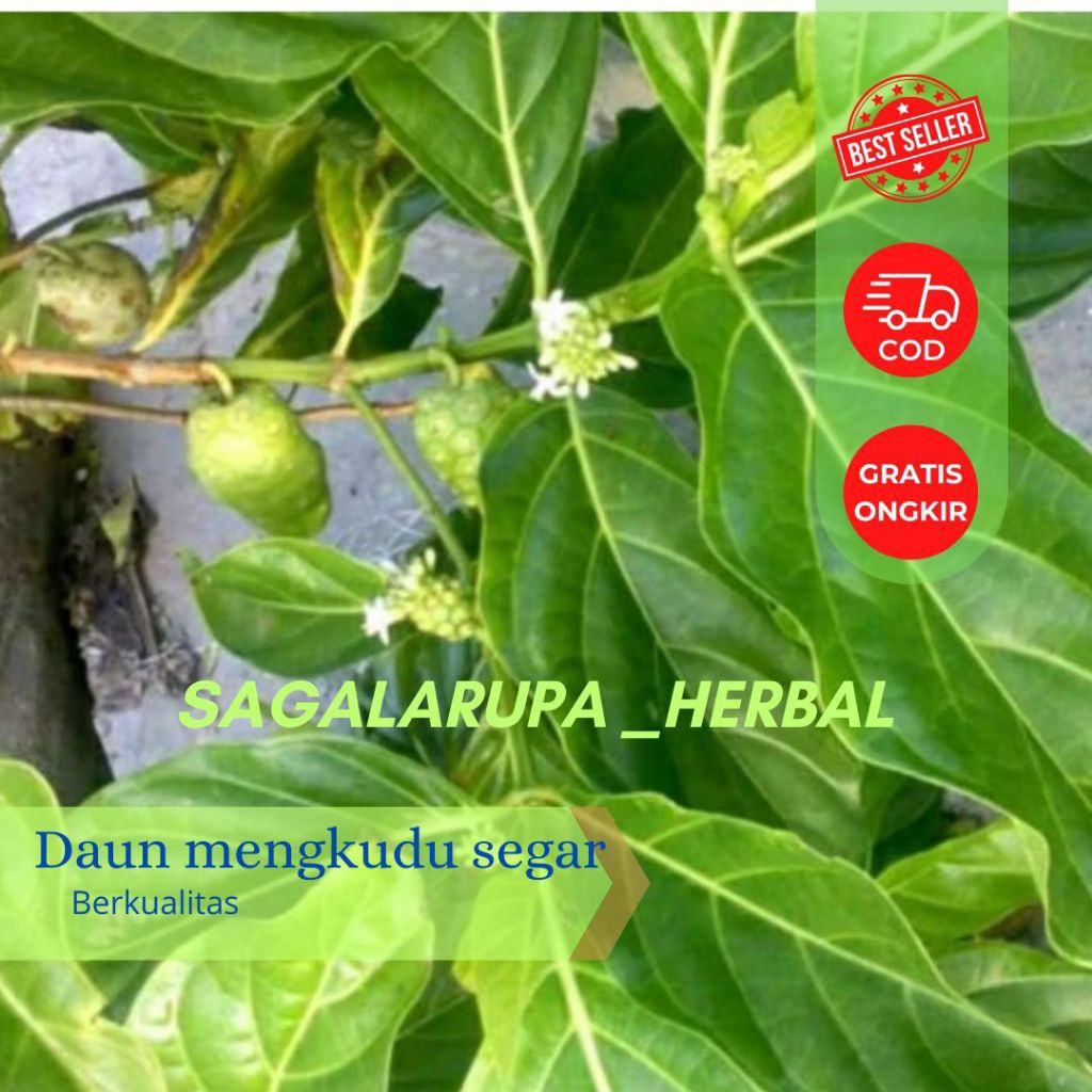 

DAUN MENGKUDU/DAUN PACE SEGAR KEMASAN 40 LEMBAR