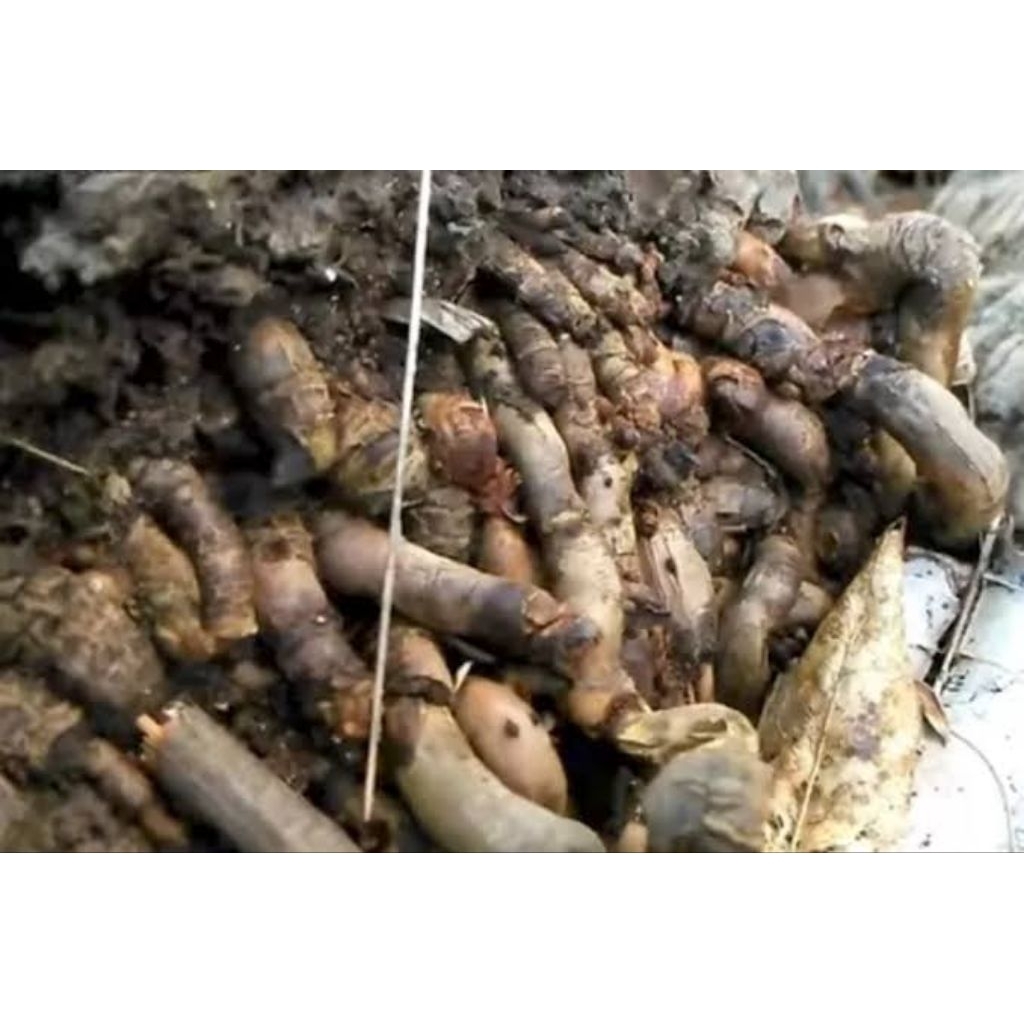 

akar kelapa fresh . berkhasiat bisa menurunkan demam per 1kg