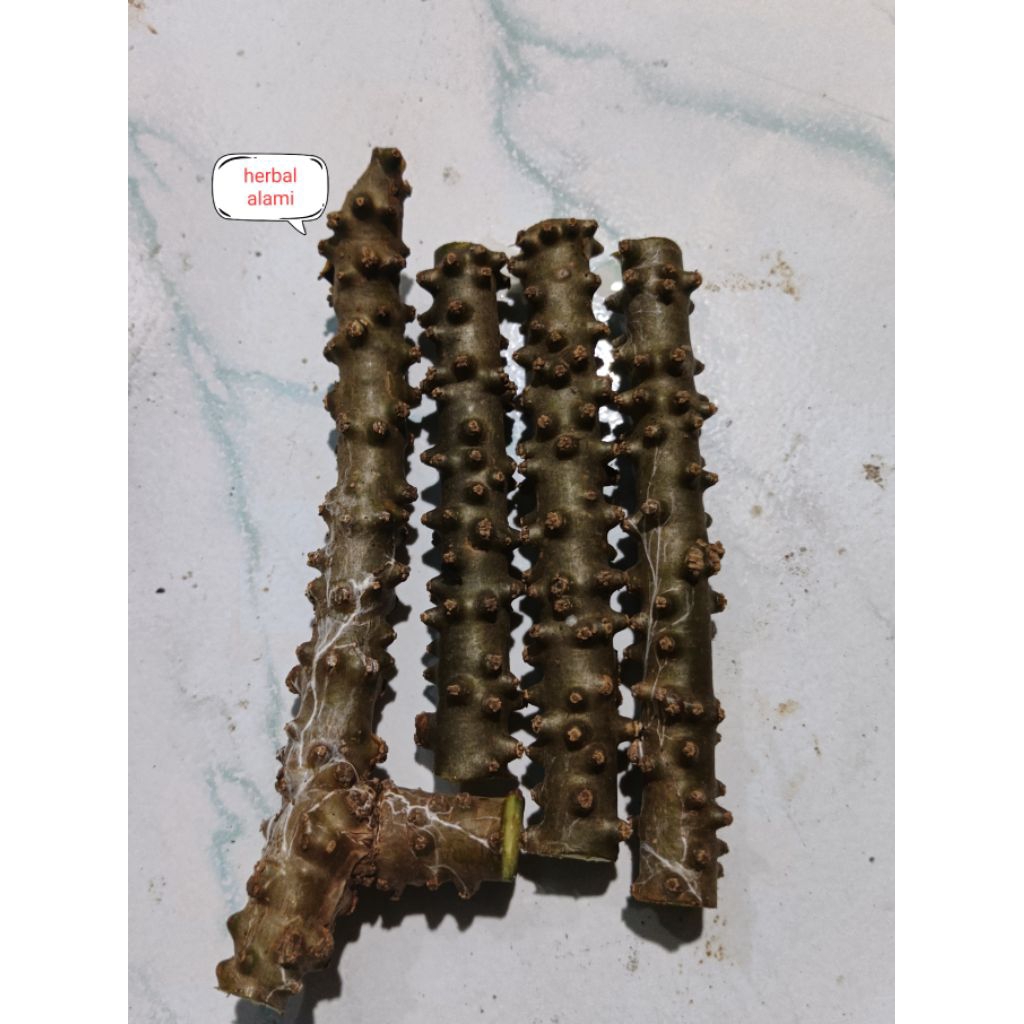 

borotawali buat sapih anak per 100gm siap kirim